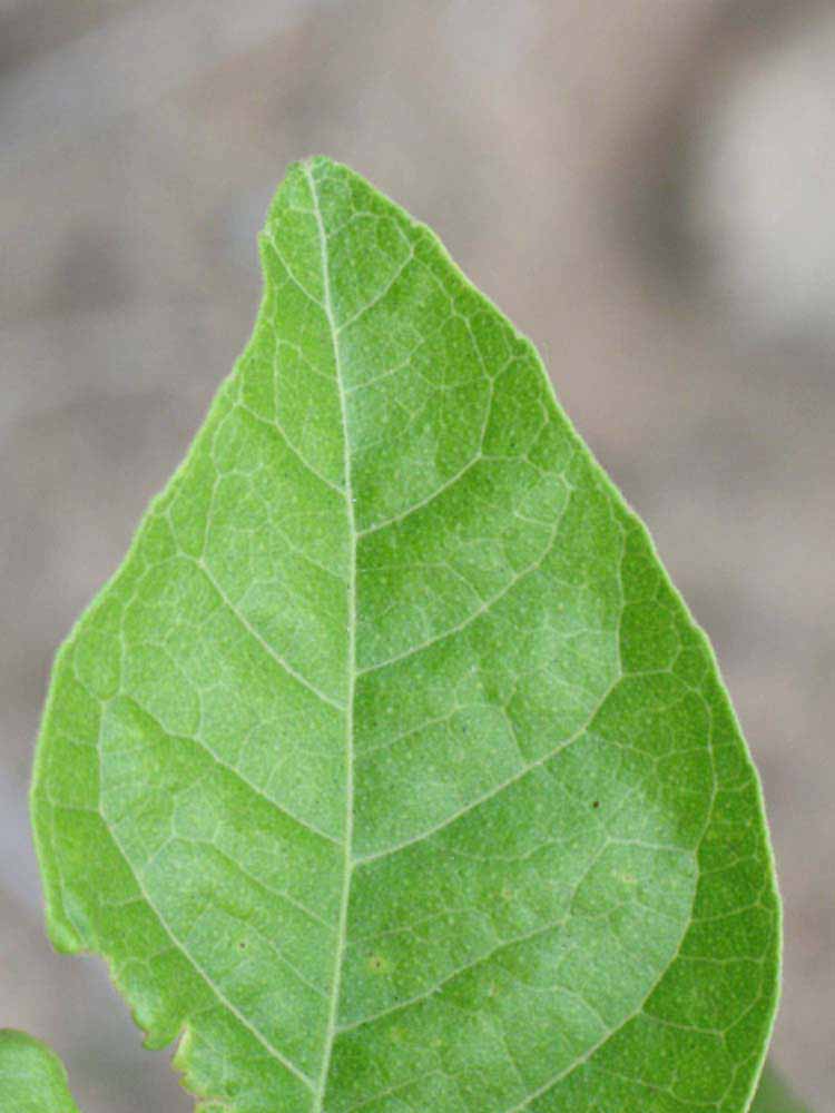              Margin (Riverside, CA)       